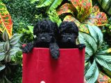 TÜRKİYENİN EN ÖZEL BLACK POODLE YAVRULARI EN UYGUN FİYATLA