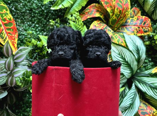 Türki̇yeni̇n En Özel Black Poodle Yavrulari En Uygun Fi̇yatla