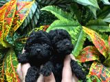 Türki̇yeni̇n En Özel Black Poodle Yavrulari En Uygun Fi̇yatla