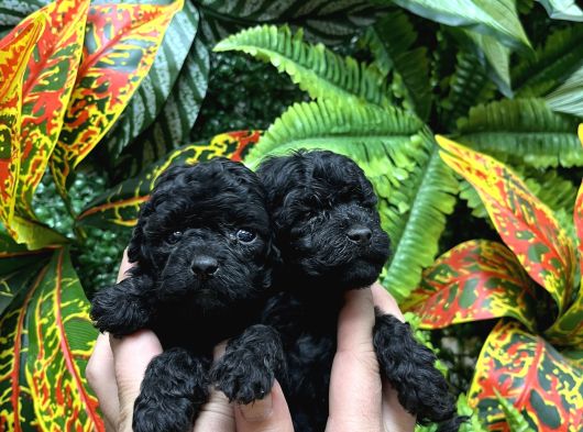Türki̇yeni̇n En Özel Black Poodle Yavrulari En Uygun Fi̇yatla görsel