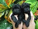 Türki̇yeni̇n En Özel Black Poodle Yavrulari En Uygun Fi̇yatla