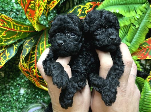 Türki̇yeni̇n En Özel Black Poodle Yavrulari En Uygun Fi̇yatla görsel