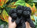Türki̇yeni̇n En Özel Black Poodle Yavrulari En Uygun Fi̇yatla