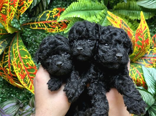 Türki̇yeni̇n En Özel Black Poodle Yavrulari En Uygun Fi̇yatla görsel