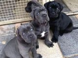Canecorsa Yavrularımız