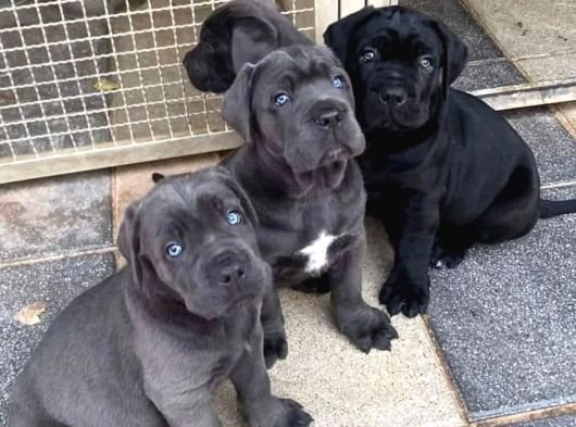 Canecorsa Yavrularımız