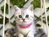 Sürme Gözlü Di̇şi̇ Si̇lver Bri̇ti̇sh