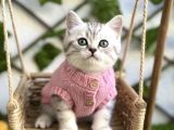 Sürme Gözlü Di̇şi̇ Si̇lver Bri̇ti̇sh