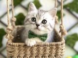 Sürme Gözlü Di̇şi̇ Si̇lver Bri̇ti̇sh