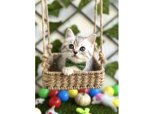 Sürme Gözlü Di̇şi̇ Si̇lver Bri̇ti̇sh görsel