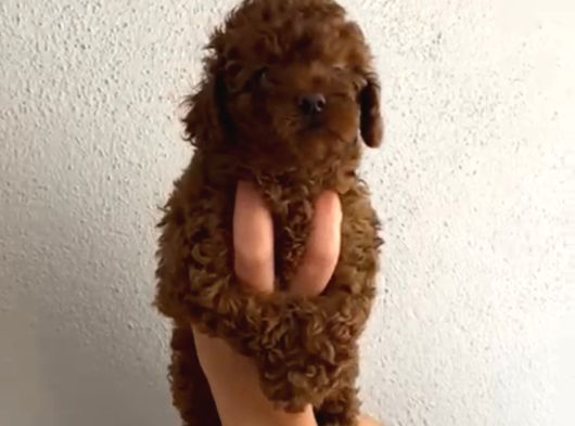Anne Altından Orjinal Kore Toy Poodle Bebeklerim görsel