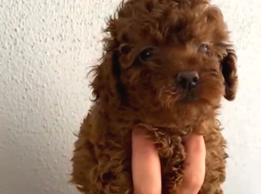 Anne Altından Orjinal Kore Toy Poodle Bebeklerim