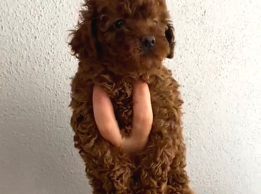 Anne Altından Orjinal Kore Toy Poodle Bebeklerim görsel