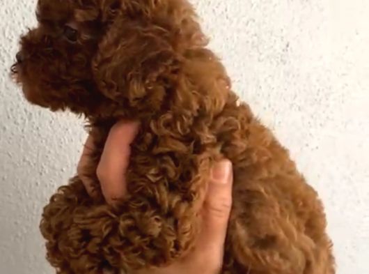 Anne Altından Orjinal Kore Toy Poodle Bebeklerim görsel