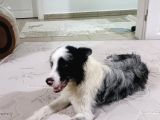 11 Aylık Safkan Dişi Border Collie