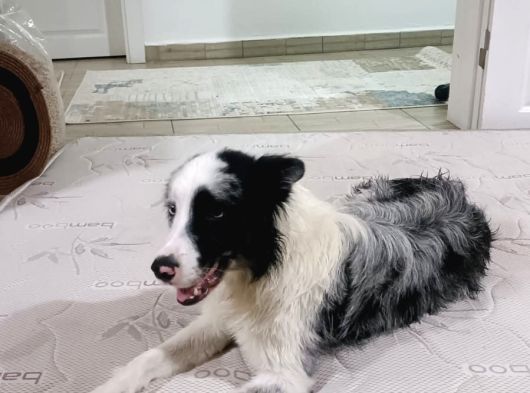 11 Aylık Safkan Dişi Border Collie