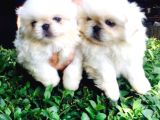 Safkan Pekiner Bebekler