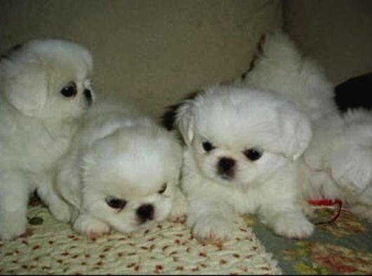 Safkan Pekiner Bebekler görsel