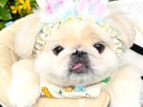 Safkan Pekiner Bebekler