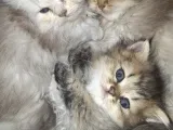 Teslime hazir yavrular