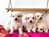 Maltese Terier Yavrularimiz