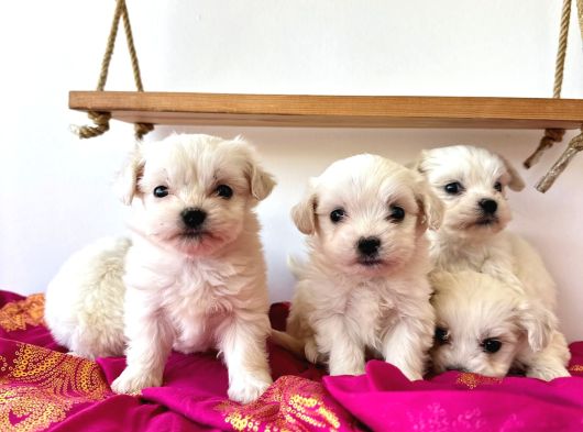 Maltese Terier Yavrularimiz görsel