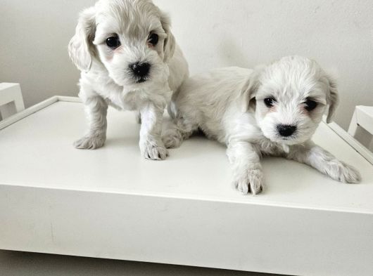 Maltese Terier Yavrularimiz