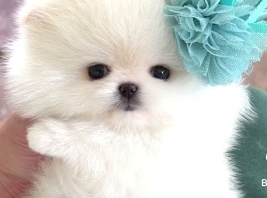 Ayı Surat Pomerian Boo Bebeklerimiz görsel