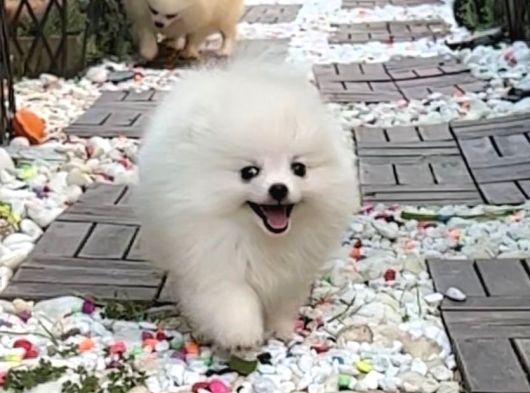 Ayı Surat Pomerian Boo Bebeklerimiz görsel