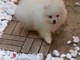 Ayı Surat Pomerian Boo Bebeklerimiz