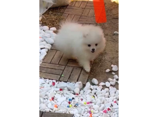 Ayı Surat Pomerian Boo Bebeklerimiz görsel