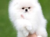 Ayı surat pomerian boo bebeklerimiz