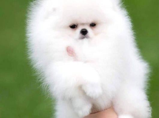 Ayı surat pomerian boo bebeklerimiz