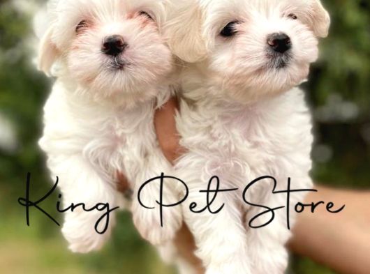 Maltese Terrier Değil- Maltese Yavrular görsel
