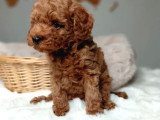 Mükemmel Güzelikte Toy Poodle Bebekler