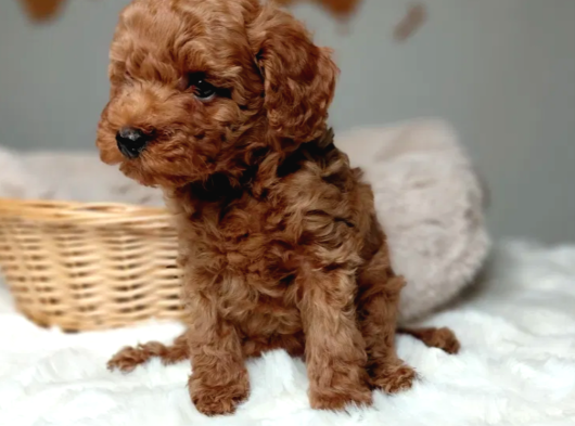 Mükemmel Güzelikte Toy Poodle Bebekler görsel