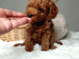 Mükemmel güzelikte toy poodle bebekler