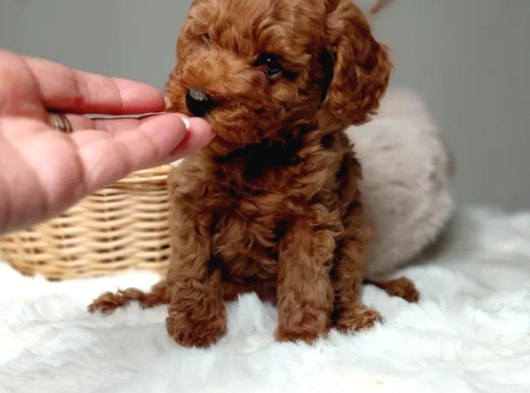 Mükemmel Güzelikte Toy Poodle Bebekler