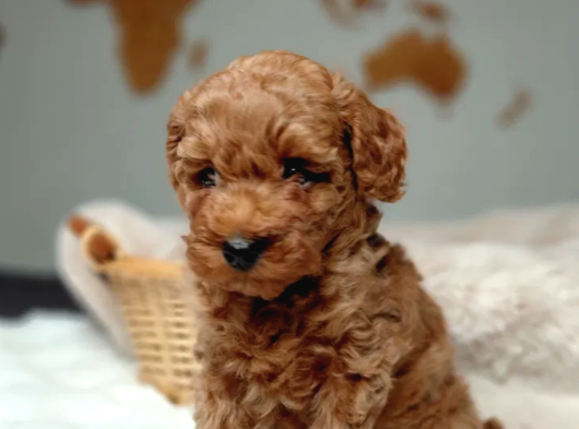 Mükemmel Güzelikte Toy Poodle Bebekler görsel