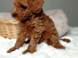 Mükemmel Güzelikte Toy Poodle Bebekler