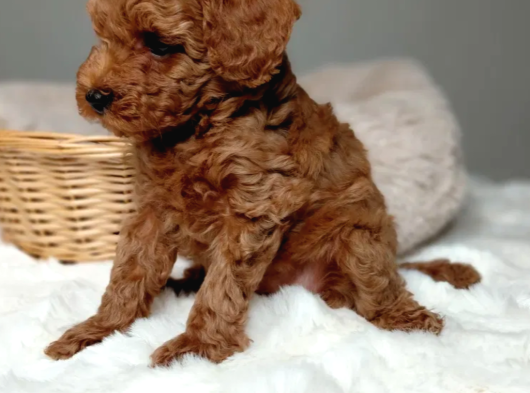 Mükemmel Güzelikte Toy Poodle Bebekler görsel