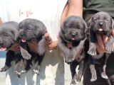 İri kafa cane corso bebekler