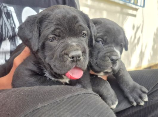 İri Kafa Cane Corso Bebekler görsel
