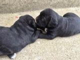 İri Kafa Cane Corso Bebekler