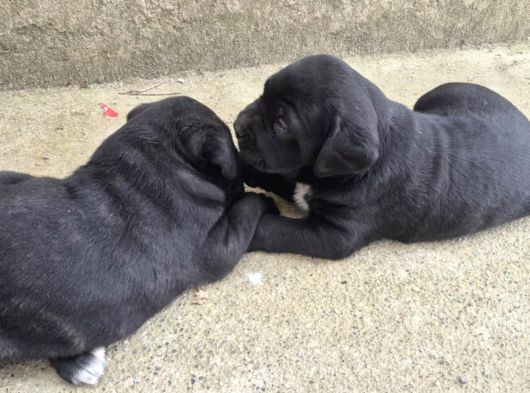 İri Kafa Cane Corso Bebekler görsel