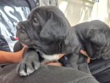 İri Kafa Cane Corso Bebekler