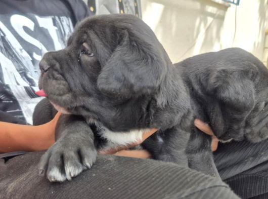 İri Kafa Cane Corso Bebekler görsel