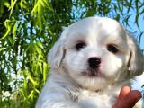 Mini Boy Oyuncak Surat Maltese Bebekler