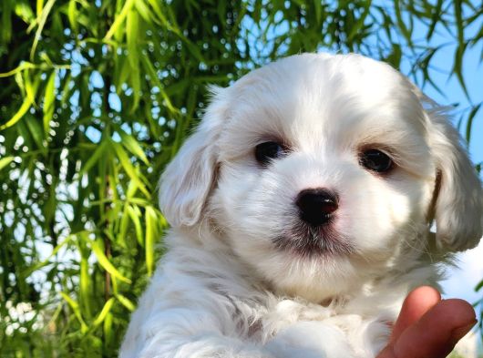 Mini Boy Oyuncak Surat Maltese Bebekler görsel