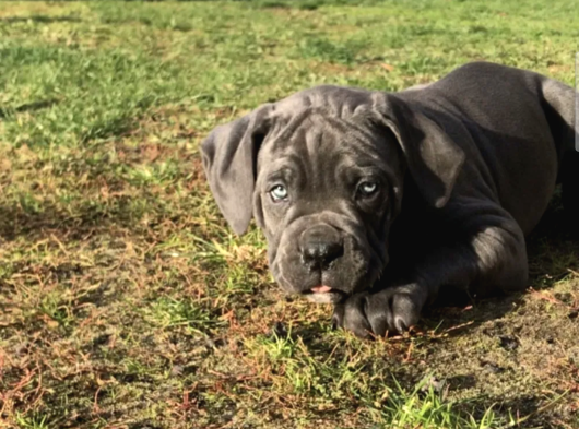 Cane Corso En Kalitelisi Bizde Var görsel